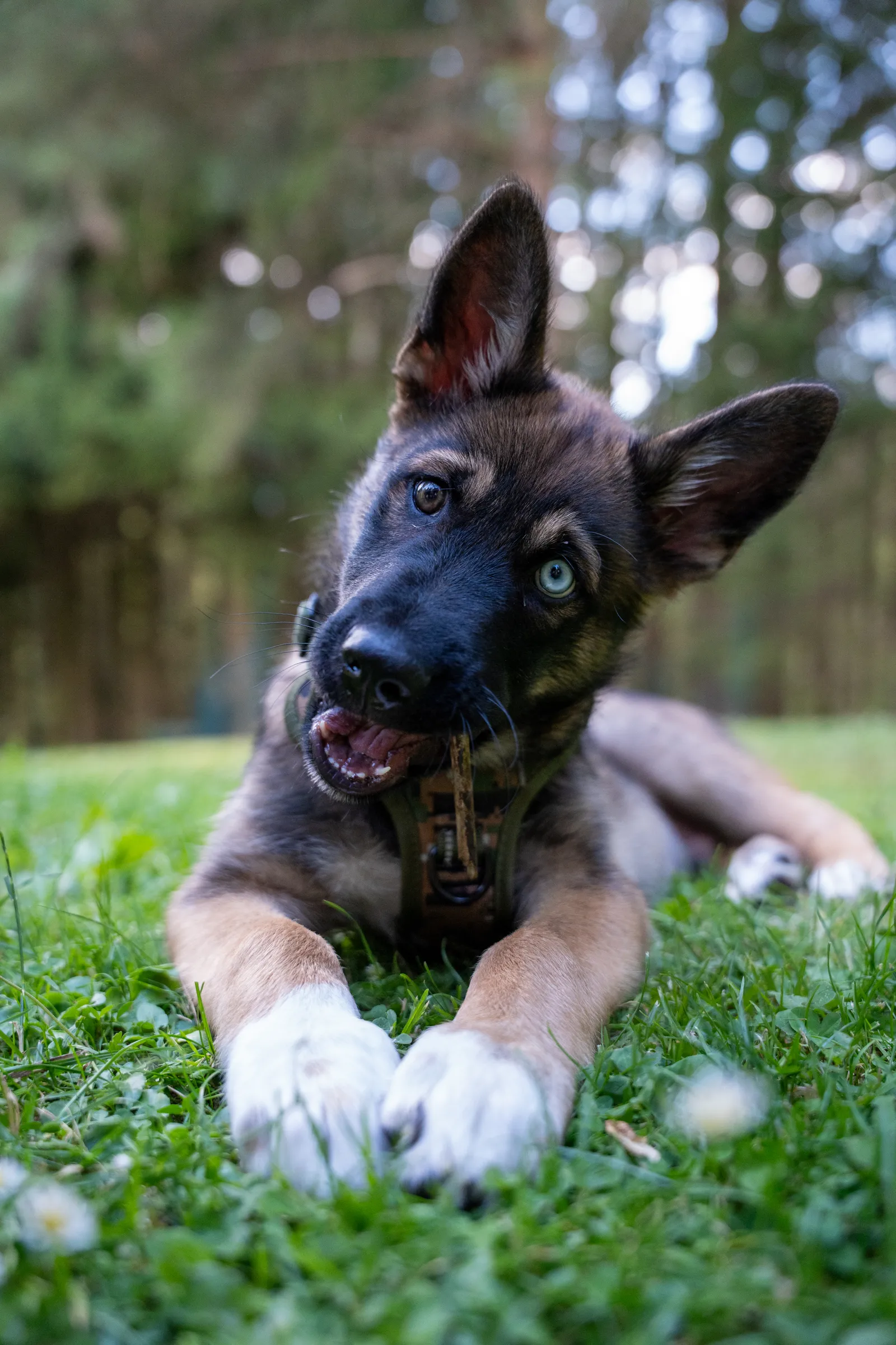 Fenris’ first photo shoot – a natural